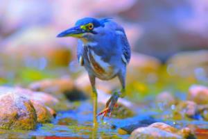 世界杯上的桑巴,巴西足球的独特魅力世界杯 桑巴