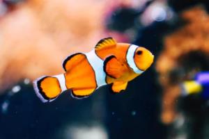 战袍与世界杯,跨越时空的文明对话世界杯战袍